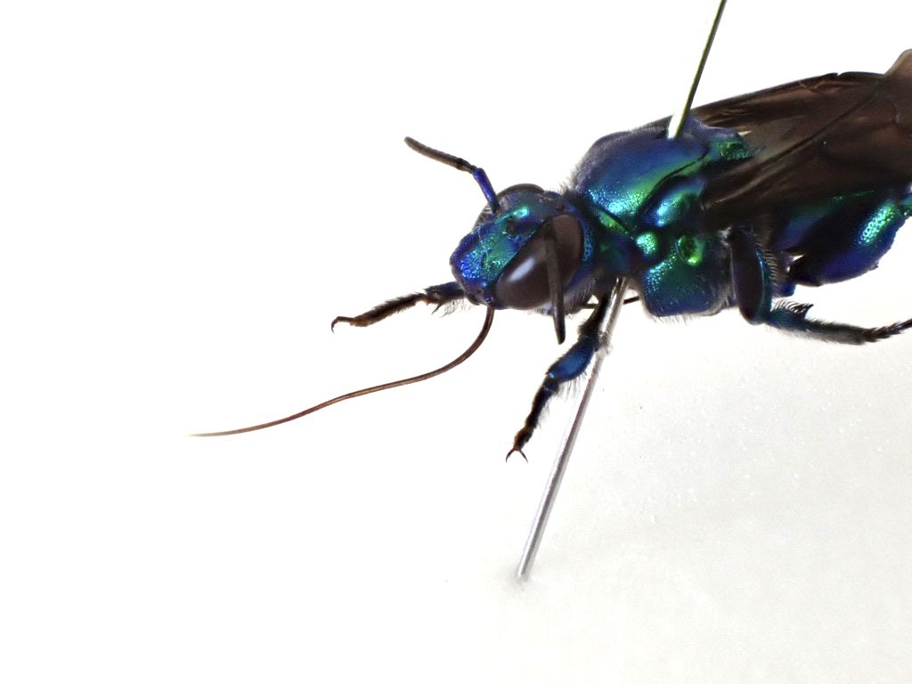 シタバチ、とても舌蜂