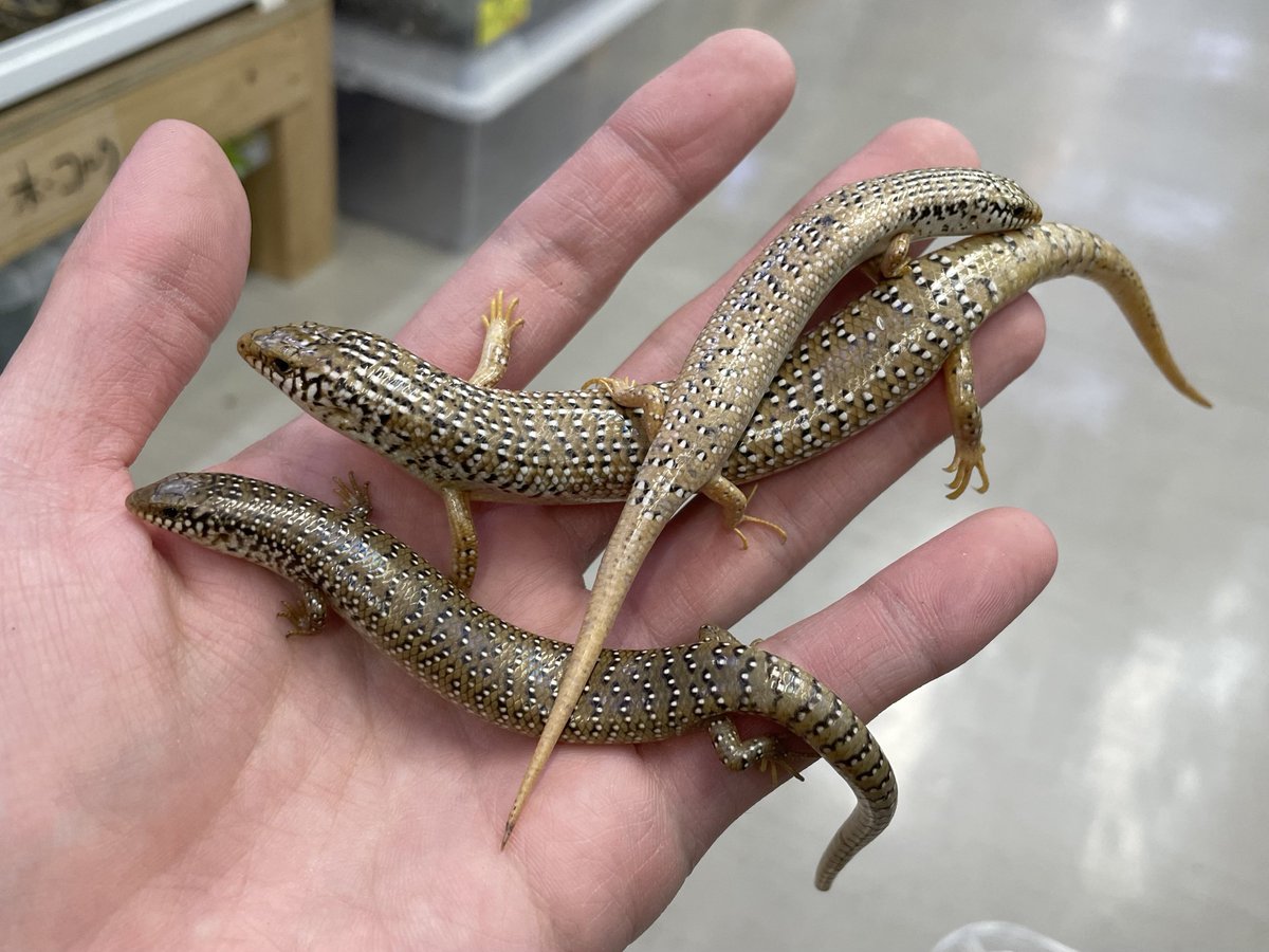 2階新入荷】 エジプト便続き❗️🇪🇬 ・オオアシカラカネトカゲ(シロ