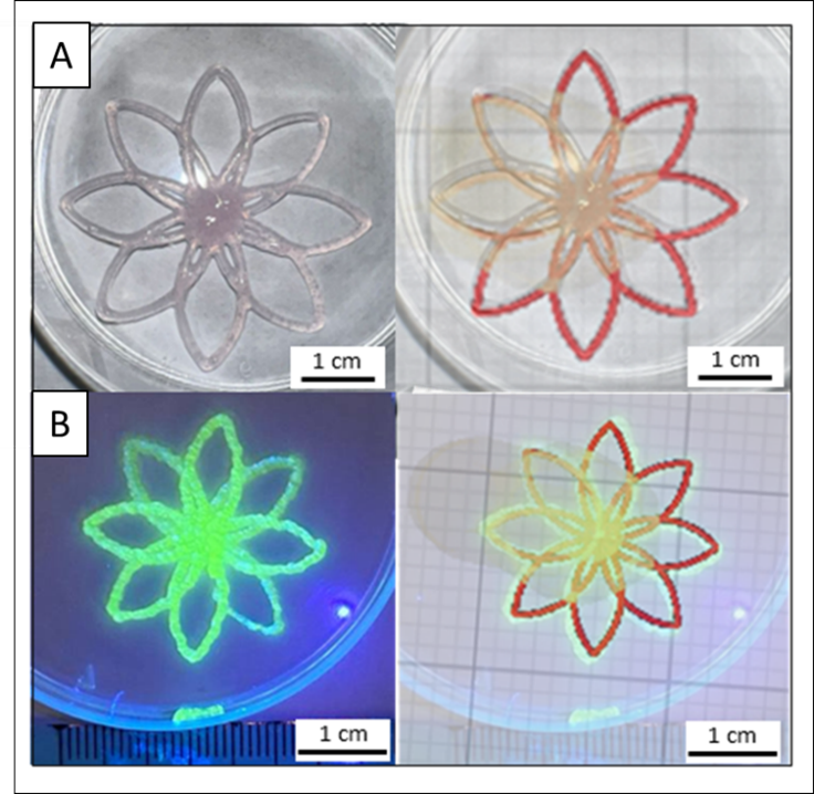 José Manuel Baena, Ph.D. tweet media