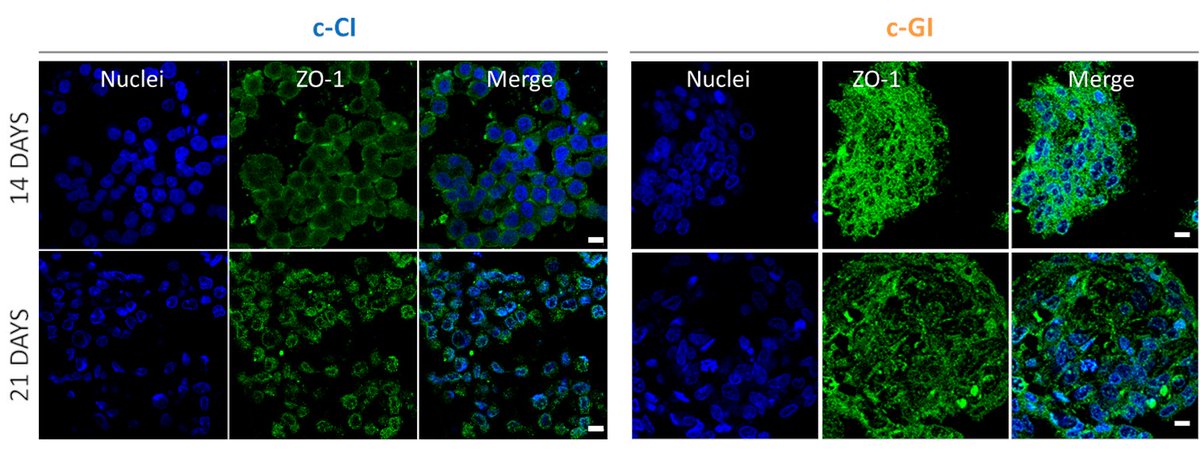 José Manuel Baena, Ph.D. tweet media