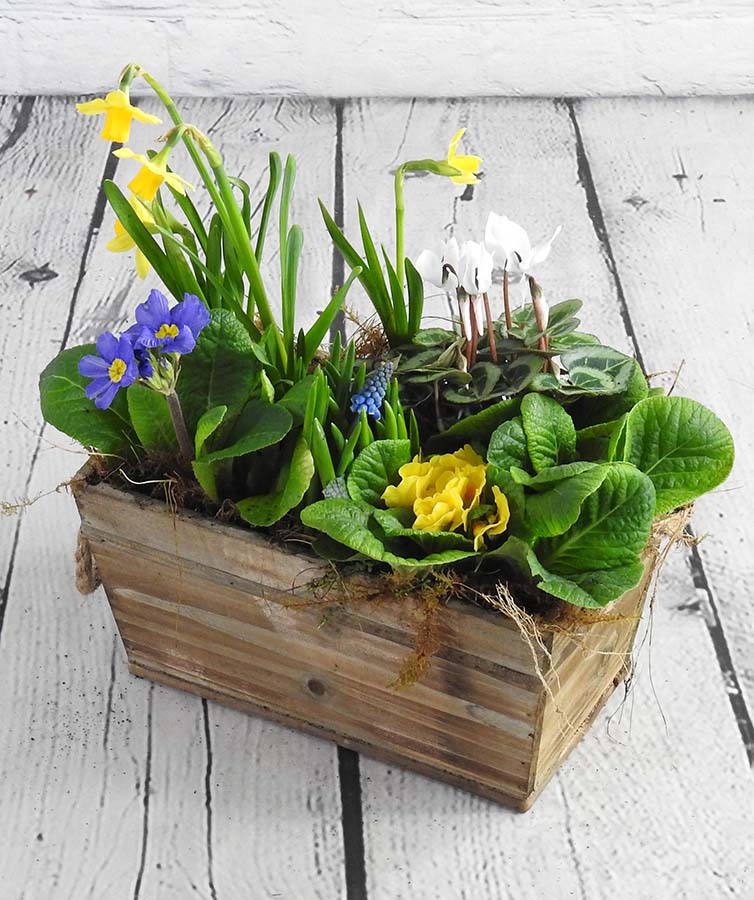 Not able to visit family or older relatives this Easter ? Why not let them know you are thinking of them by sending an Easter Planter freshly planted with hardy spring plants to brighten a doorstep or patio. Greetings card with your message just let us know. #easterplanter.£39