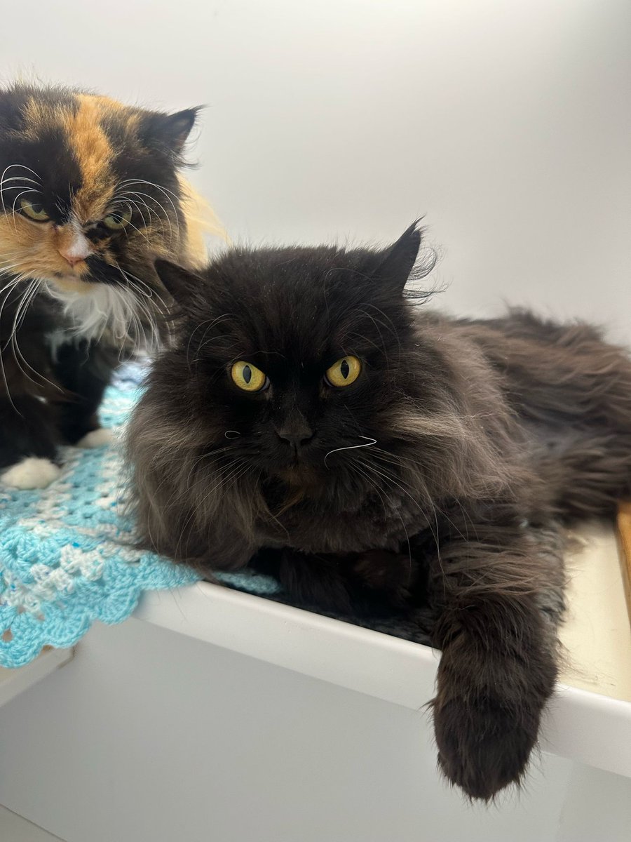 Just look at gorgeous Lucy and Blacky, still searching for their furrever home. Could you be the one to offer it to this lovely mother and son duo?

More and enquire: cats.org.uk/cherwell#adopt…

#AdoptDontShop #CatsOfX #CatsOfTwitter