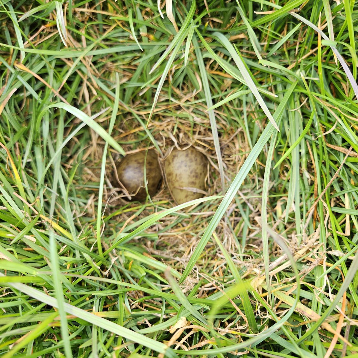 De eerste grutto eieren zijn gespot door onze vrijwilligers! Weidevogelbeheer is teamwerk. Wil je weten hoe? Bekijk onze video: youtu.be/NLvN_6BIYRQ?si… #Weidevogels #Natuurbeheer #GroenSamen
Foto: Collectief Eemland