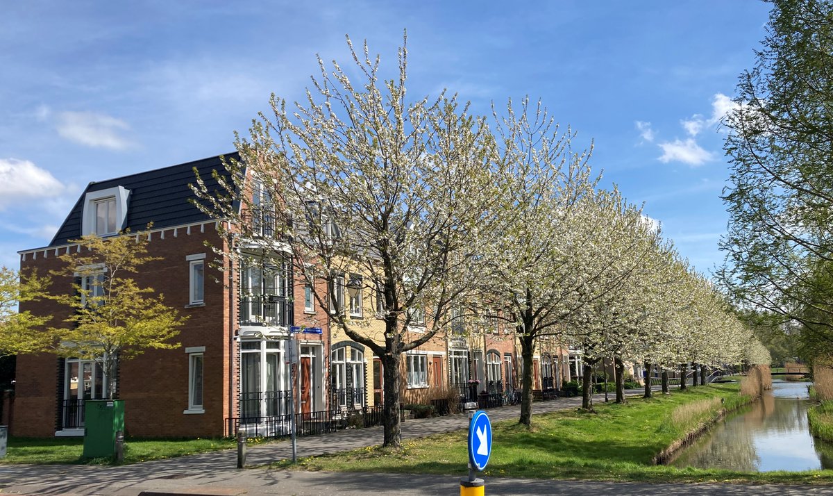 De singels in Park #Allemansgeest in #Voorschoten staan weer in bloei.