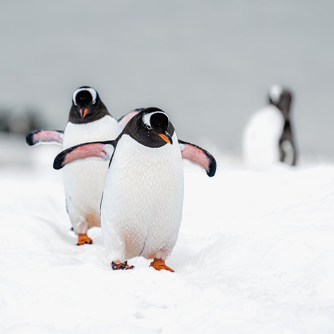 sonyitalia's tweet photo. Cartoline dall'Antartide. ๐ฆญ๐ง
๐ธ Ecco qualche scatto realizzato da Andrea Forlani alla fauna antartica con A7III e SEL100400GM.
#SonyAlpha #AlphaUniverse #SonyA7III #SEL100400GM #SonyLandscape #SonyWildlife #Antartica https://t.co/Ury9Rr7gSw