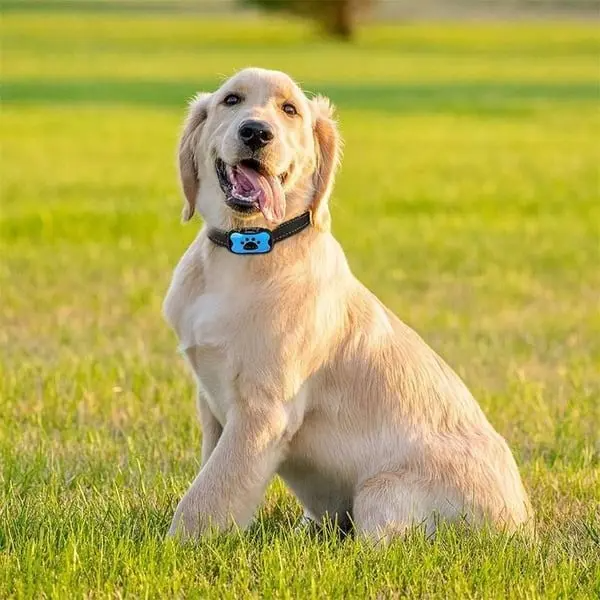 ZilotarSt's tweet photo. Say goodbye to endless barking! The Anti-Bark Collar keeps your pup polite with safe vibrations &amp; sounds. Waterproof, stylish, fits all sizes. 
Shop now: https://t.co/2zwN6eiEXO https://t.co/8eMzBY0L5y