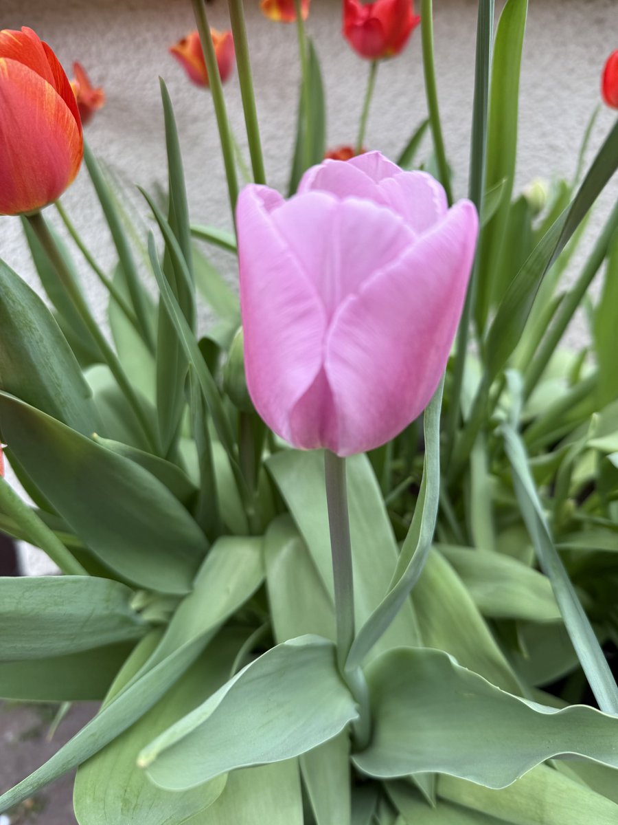 Contrary_Clare's tweet image. Happy #TulipTuesday!! A little overcast here and some welcome rain forecast later. Thankfully the tulips are continuing to brighten the proceedings! 🌷🩷🌷💕 #Spring25 #GardeningX