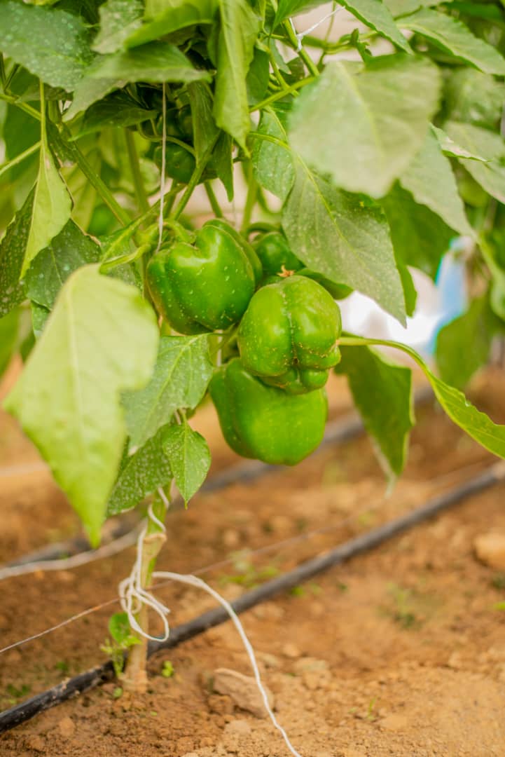 sarmanfarms's tweet photo. At sarman farms,Fresh and thriving! Green bell peppers growing strong and healthy—nature’s vibrant gift from the garden. #GreenPepper #FarmFresh #OrganicVibes #SustainableFarming https://t.co/2IE5rB31U4