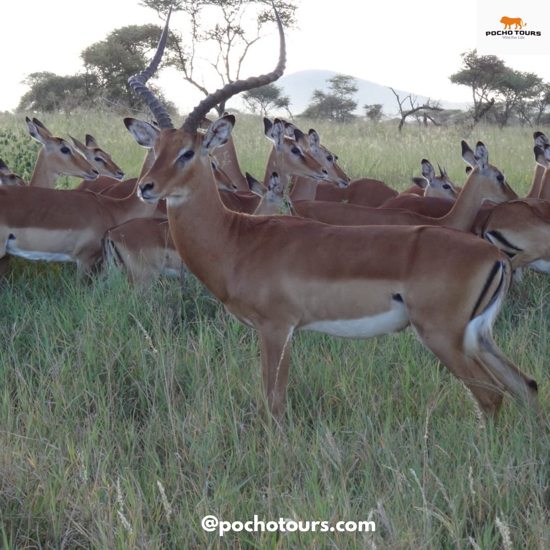 PochoTours's tweet photo. Grace in the wild, A stunning herd of impalas captured during golden hour in the heart of Africa. Nature truly knows how to pose.❤️😍
#SafariVibes #ImpalasInTheWild #PochoTours #AfricanAdventure #WildlifePhotography https://t.co/6fpG1pXdRs