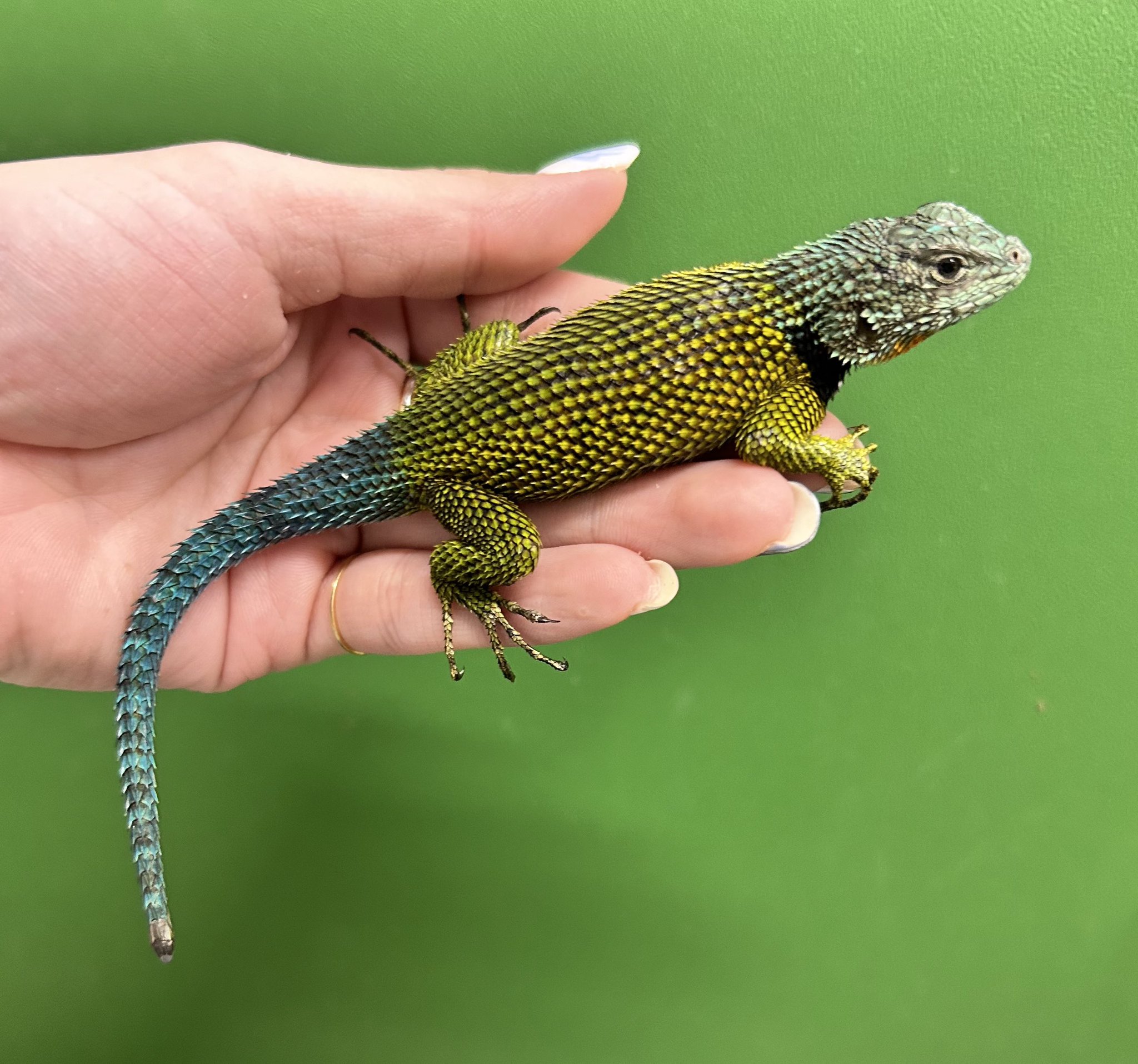 爬虫類・両生類のエサ PL10 H10 ADL10 S10 Reptiles shop Antille (爬虫類屋アンティル) on X: 