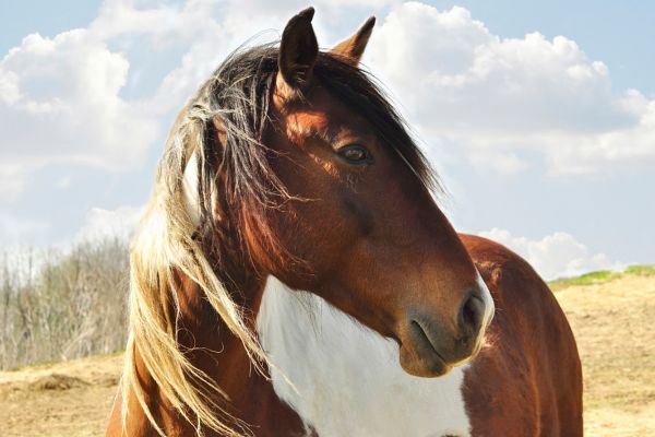 With spring bringing fresh grazing and rising concerns about weight gain, the SPILLERS Slimmers’ Club continues to play a vital role in supporting horse owners  Read more bit.ly/4cyWIxG #spillershorsefeeds #spillersslimmersclub #equineweightmanagement