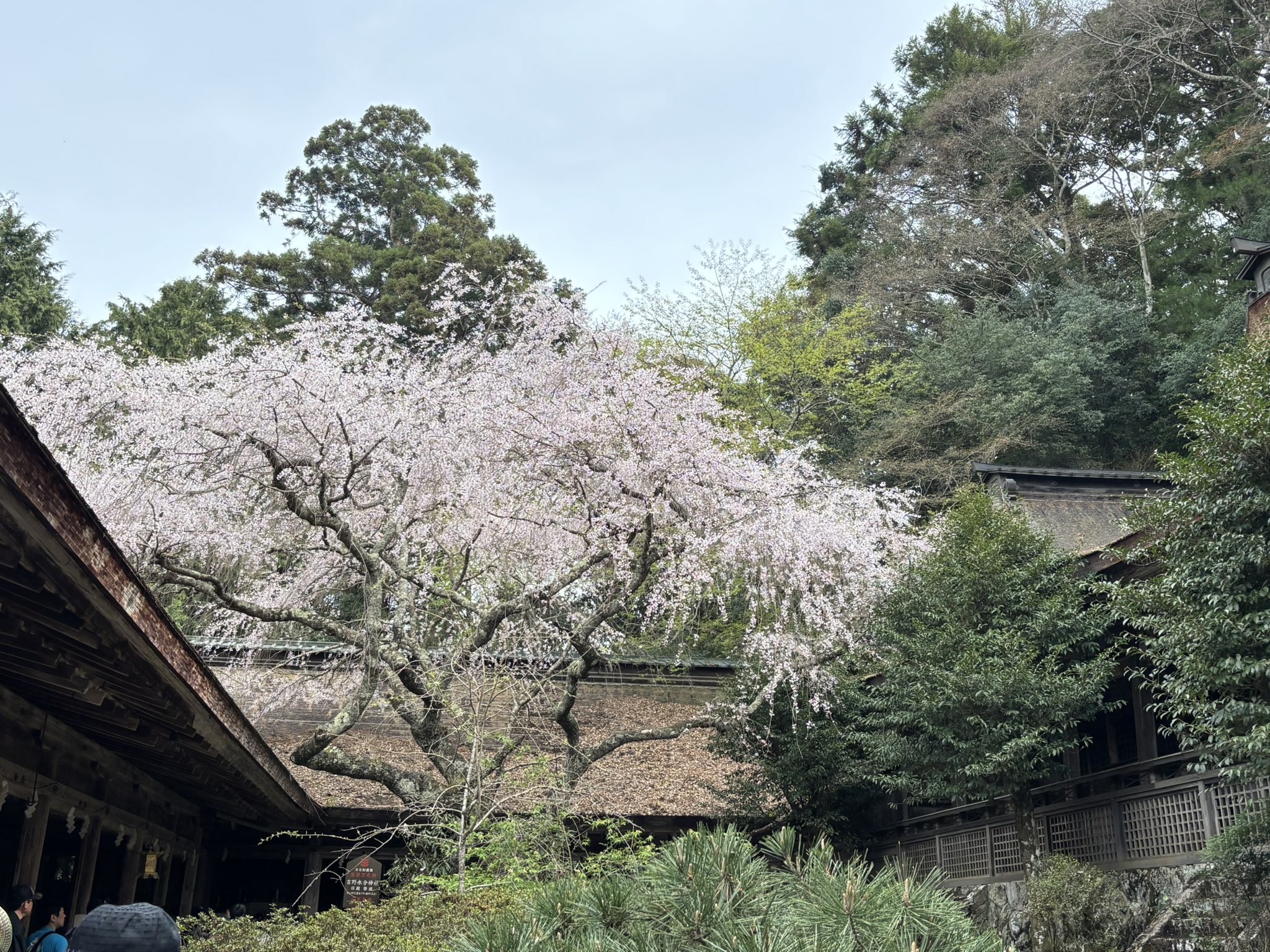 千本裕三、【紅葉の境内（談山神社）】、希少な大判額装用画集より、美品、日本人画家 千本裕三、【紅葉の境内（談山神社）】、希少な大判額装用画集