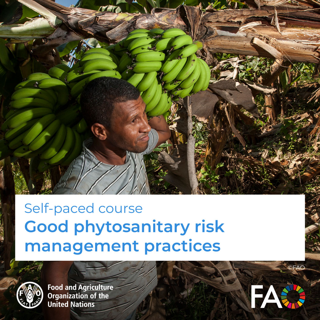 🎓 FREE self-paced course!

🌱 Good phytosanitary risk management practices ⚠️

Learn how to reduce plant health risks and adequately manage phytosanitary emergencies and their effects.

Enroll! ➡️ow.ly/qojG50Vw5RK

#FAOKnowledge