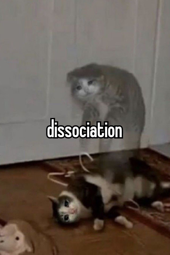Bast Amonsareph🐈‍⬛🌊 tweet media