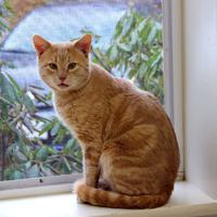 Meet Tarzan, a very outgoing and friendly male #cat who is about 4 years old. Tarzan is available for adoption at the #Mansfield animal shelter.  ow.ly/Yyr050VANb4 #pets