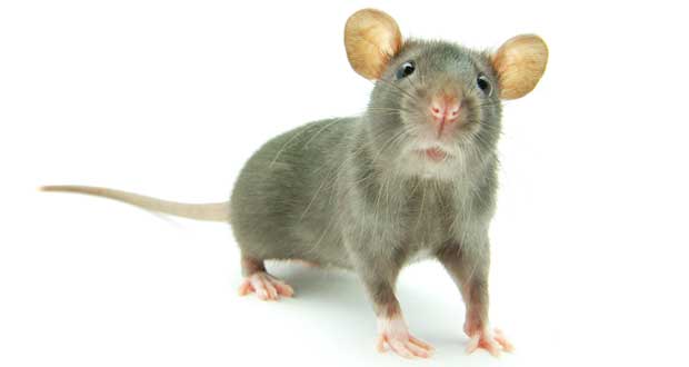 Pest controllers face uphill challenge to tackle pests in hospitals - chtmag.com/pest-controlle… #PestControl #PestControlInHospitals #GlueBoards #BritishPestControlAssociation #BPCA