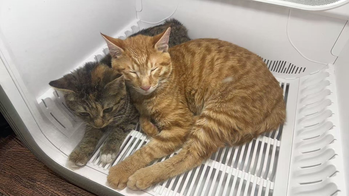 黄推福利内容 - 璞玉的精彩图片 福利姬璞玉分享的黄推图片2 - 网红私拍内容