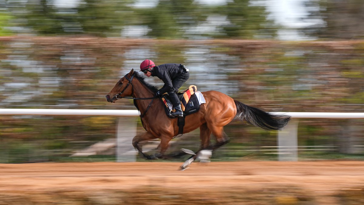 TheJockeyClub's tweet photo. Pure speed 🚀
🔵 LAKE VICTORIA 🟠
@Ballydoyle https://t.co/WT0d5MPVXo