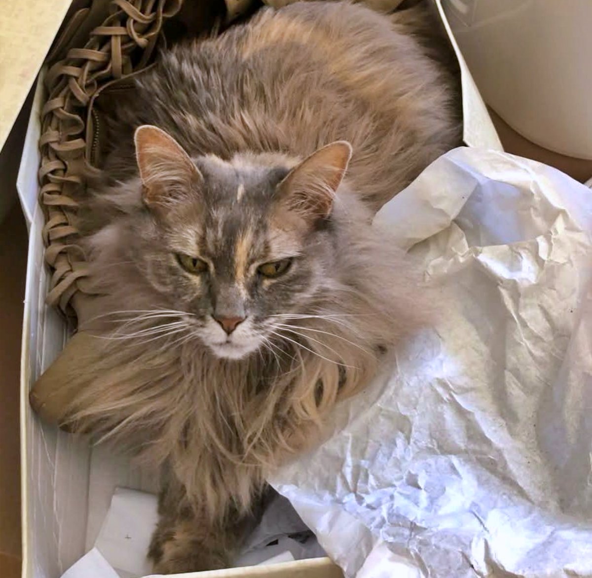 #Zaragoza
Contacto: 636 37 30 73 Sandra

Esta preciosa gatita de 11 años, busca hogar. Hasta ahora, no ha tenido una vida fácil... La tuvieron viviendo en el balcón de la casa. No sabemos los motivos y juzgar no va a ayudarla.

Es buena y mimosa. Se entregará esterilizada, con