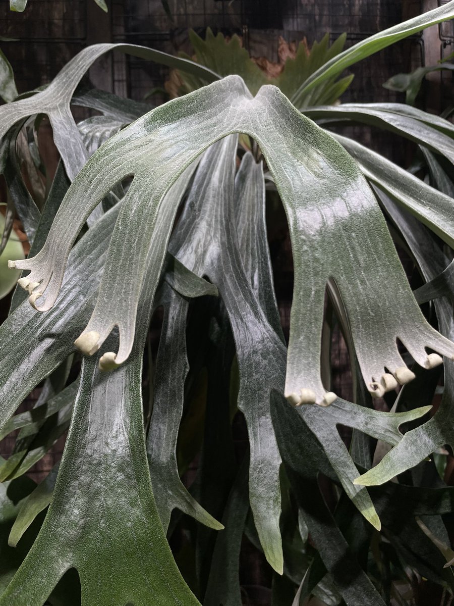 makiiiiiito🌱lewis (@makiiiiiitoooo) on Twitter photo 