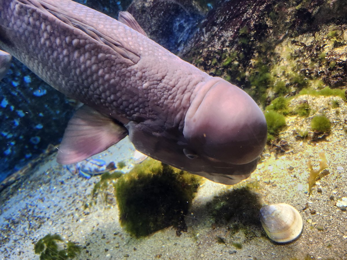 昨日水族館で見たコブダイさん顔可愛いけど撮り方間違えた気がする…