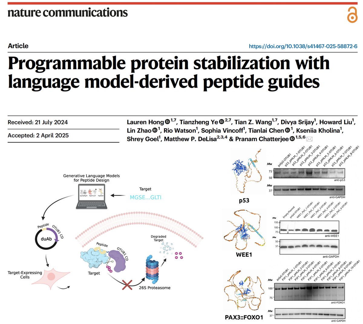 Pranam Chatterjee (@pranamanam) on Twitter photo Our pLM-designed peptides, when attached to E3 ligases (aka uAbs), enable us to programmably degrade disease targets (think CRISPRi, but for proteins). But what if we want to STABILIZE useful proteins? In <a href="/NatureComms/">Nature Communications</a>, we introduce duAbs! 🌟
📜: nature.com/articles/s4146…
🧬: Our pLM-designed peptides, when attached to E3 ligases (aka uAbs), enable us to programmably degrade disease targets (think CRISPRi, but for proteins). But what if we want to STABILIZE useful proteins? In <a href="/NatureComms/">Nature Communications</a>, we introduce duAbs! 🌟
📜: nature.com/articles/s4146…
🧬:
