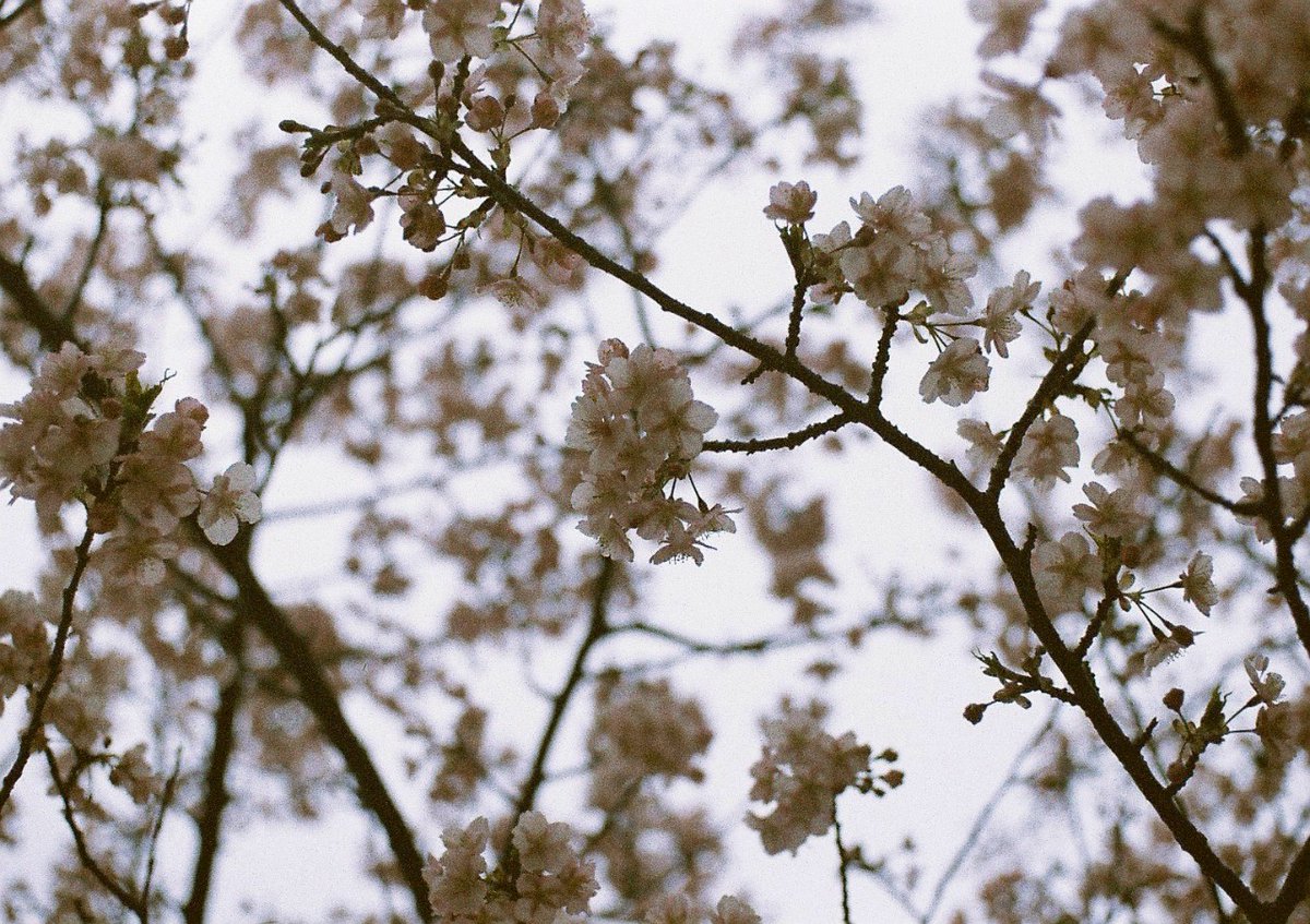 くろの (@k__chrono2) on Twitter photo 