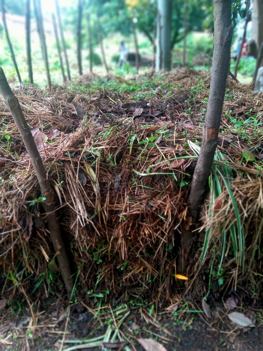 Jo_nzayisenga's tweet photo. Which is more productive between compost manure and vermicompost?🤔

#BeyondTheFarm https://t.co/aVUuWGLNRT