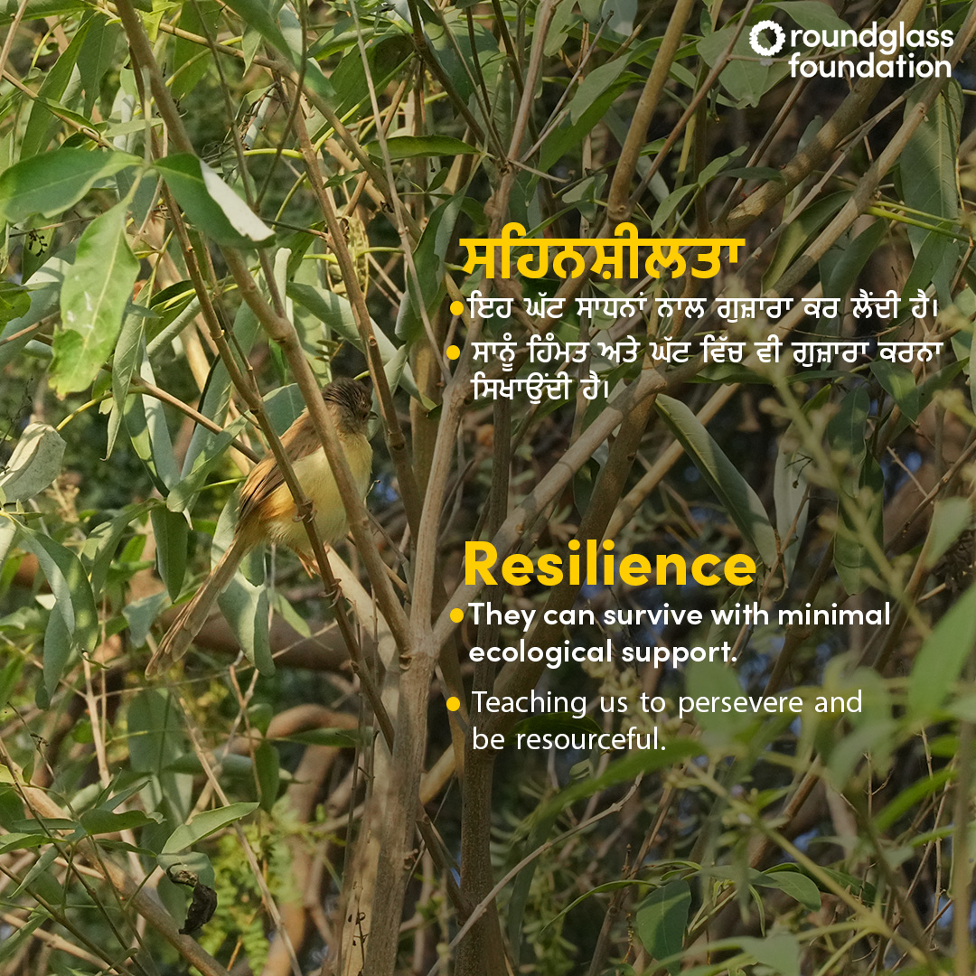 Plain Prinia is often spotted in our mini forests. Though it isn’t one of those flamboyant birds, but it does give some learnings to carry for a lifetime. We have planted over 3 million trees and grown over 1,400 mini forests in our villages.