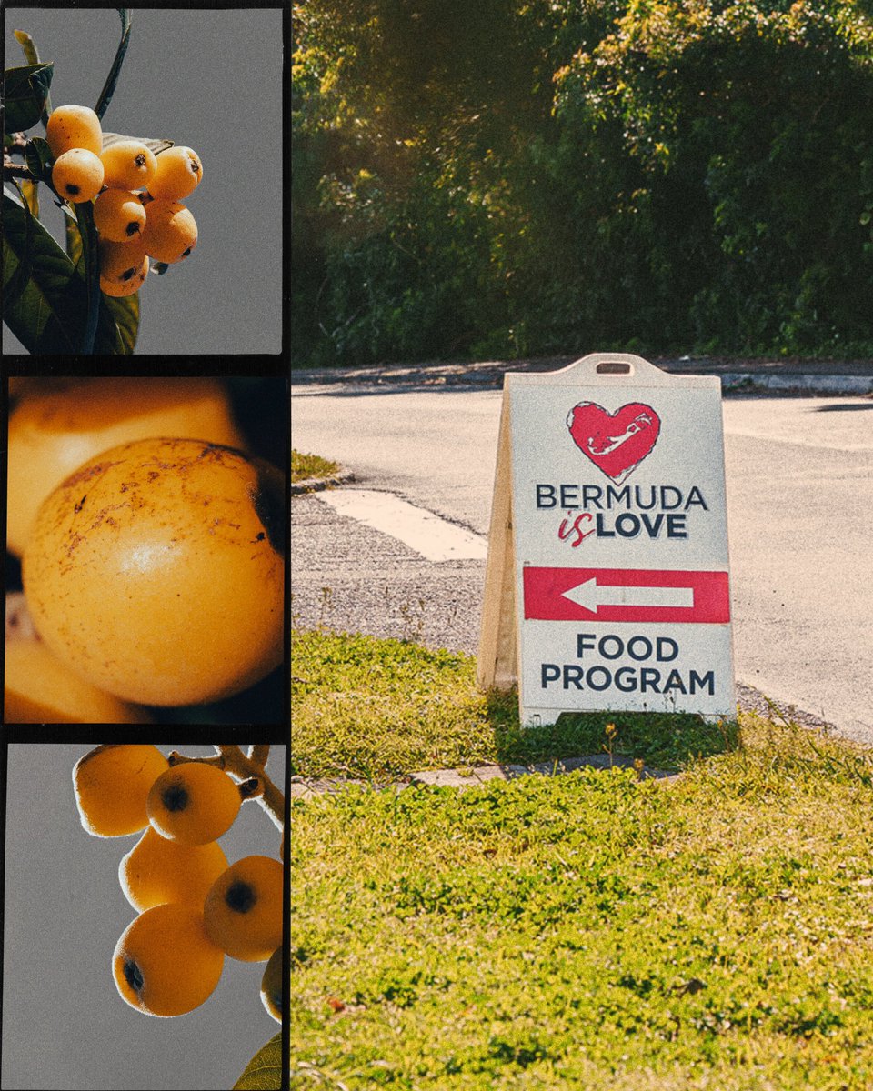bermudaislove's tweet photo. Our second day of loquat processing at Christ Church Warwick was another great success. With the help of volunteers—and special thanks to the team from Beyond Inclusion—we continued turning freshly picked loquats into jams.
#BermudaIsLove ❤️ #BeyondInclusion https://t.co/TwAotB1NKv