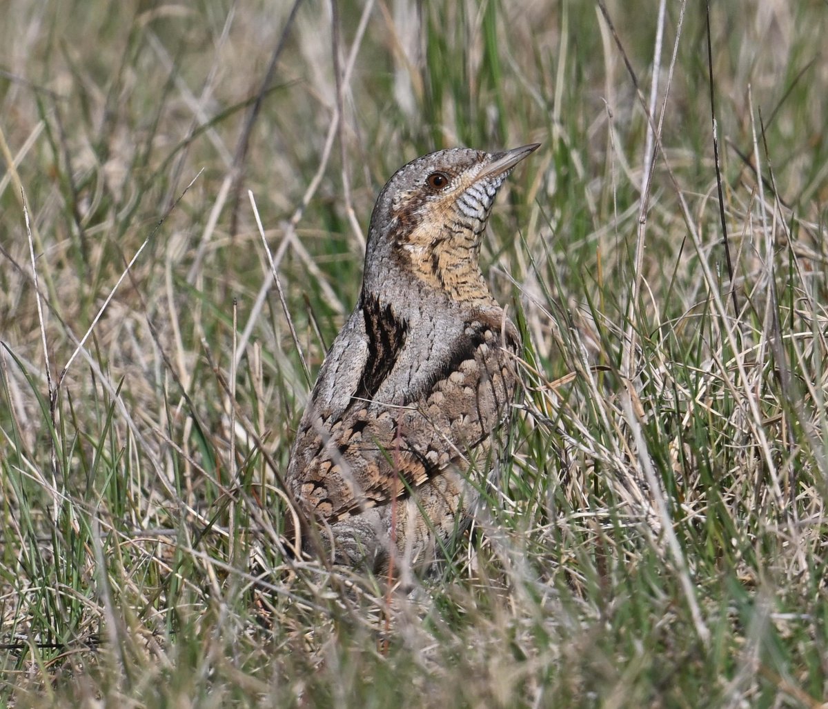 Ben Koks tweet media