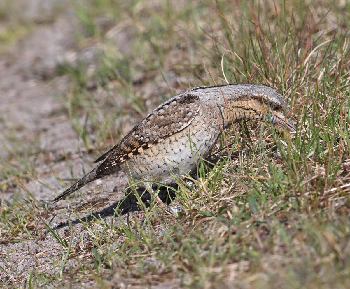 Ben Koks tweet media