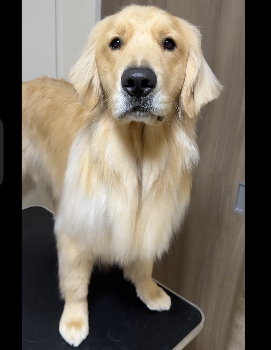 犬 ゴールデンレトリバー カモ キジ レトロ ラグ カバー 170×120 犬