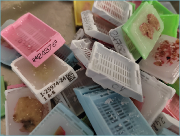 Pathologica tweet media