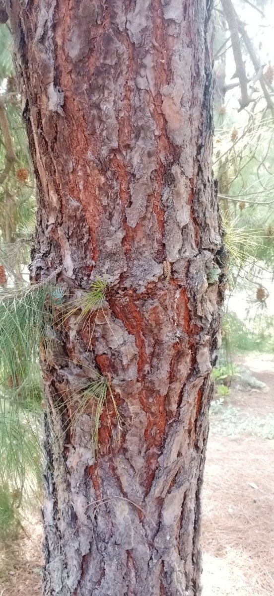 JorgePaolini1's tweet photo. #JardínBotánicoBCN
#PINACEAE 
El pino de las Canarias (Pinus canariensis, Pi de Canàries) es una robusta especie de aspecto estilizado (1) y muy resistente (2).
Se muestran los frutos en dos estadios diferentes (3-4)
¡Buena semana para TODOS! https://t.co/yet2b4ULqN