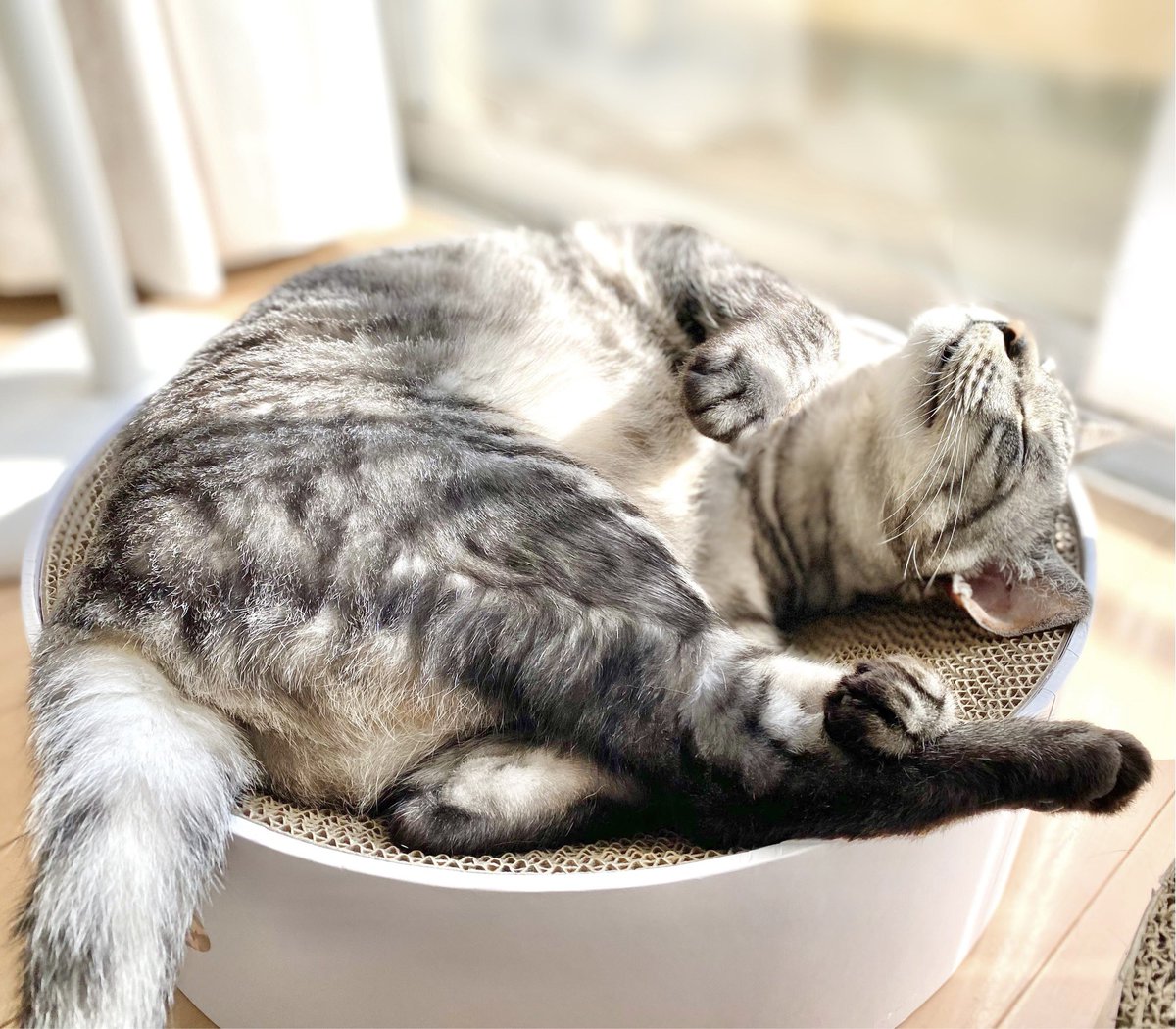 xCOLMELx's tweet photo. 1番幸せそうに眠る猫を貼った人が優勝！🏆 https://t.co/2wdillPMMU