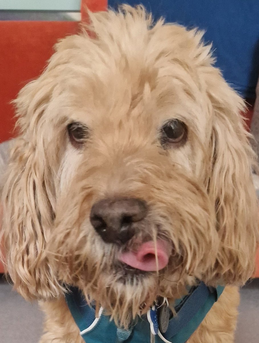 AmyRacey's tweet photo. Happy (curly) Tongue Out Tuesday from our little old boy,  Rafa ❤️

#tongueouttuesday @GraemeDogfather https://t.co/WyCXvTBK1r