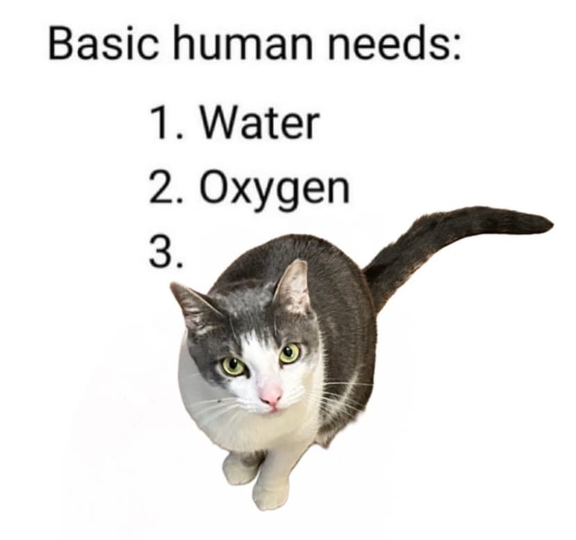 PunchingCat's tweet photo. relatable? https://t.co/kNVE7dFZlb