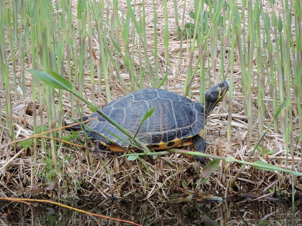 FBohemen's tweet photo. Opwarmen aan de slootkant. #schildpad #wijkBoerenburg #Noordwijk https://t.co/EXrFESLUjN