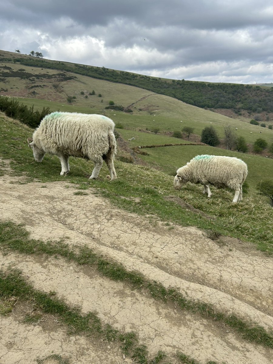 All going well until you’re this close to animal 🐑🙈
