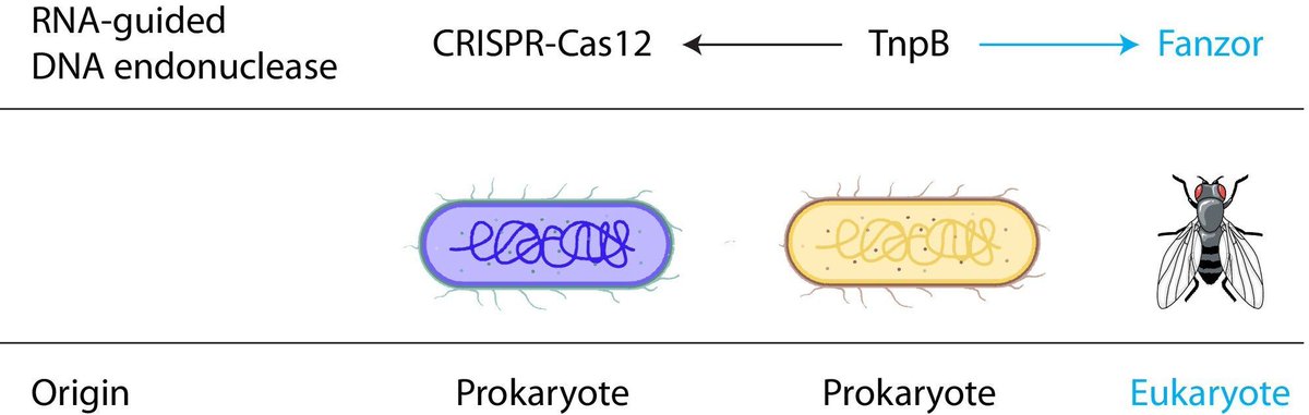 FEBS Letters (@febs_letters) on Twitter photo 🧬 A new fungal #CRISPR? Fanzors are the first confirmed eukaryotic RNA-guided #DNA endonucleases. Jiang et al. discuss these promising tools for mammalian #GenomeEditing. #geneticengineering #biotechnology
➡️ doi.org/10.1002/1873-3…
<a href="/idmjky/">Kaiyi Jiang</a>; <a href="/omarabudayyeh/">Omar Abudayyeh</a>; <a href="/jgooten/">Jonathan Gootenberg</a> 🧬 A new fungal #CRISPR? Fanzors are the first confirmed eukaryotic RNA-guided #DNA endonucleases. Jiang et al. discuss these promising tools for mammalian #GenomeEditing. #geneticengineering #biotechnology
➡️ doi.org/10.1002/1873-3…
<a href="/idmjky/">Kaiyi Jiang</a>; <a href="/omarabudayyeh/">Omar Abudayyeh</a>; <a href="/jgooten/">Jonathan Gootenberg</a>