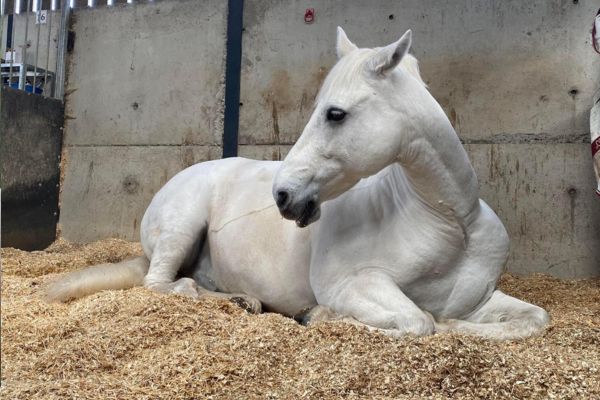 Disillusioned with the results from conventional farming, a coastal farm in South Wales has diversified into producing sustainable bedding and forage for horses. Read more: bit.ly/3En66YE #horsebedding🐎 #gowergranary #SouthWales #forageforhorses