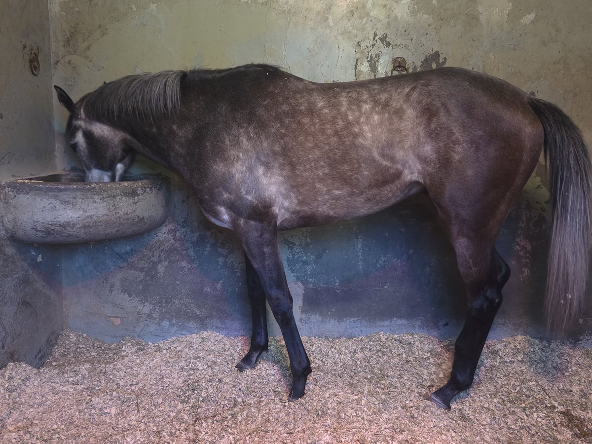 Partant domingo 20 en <a href="/HipodromoMadrid/">Hipódromo de La Zarzuela</a> 
2ªcarrera: Bayard con la monta de <a href="/AdrianTores99/">Adri Martinez</a> propiedad de la Yaguada Urdin Oriya
3ªcarrera: Iris Breath con la monta de <a href="/JanacekVaclav/">Vaclav Janacek</a> propiedad de la Cuadra Balcón de Telde <a href="/26_rayco/">Rayco_26@Hotmail.com</a>

Vamos equipo!💪