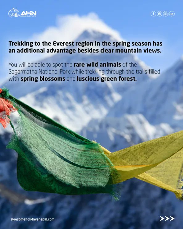 AhnNepal's tweet image. Spring trekking in the Everest region offers more than just clear mountain views! 
Spot rare wildlife in Sagarmatha National Park as you hike through blooming trails and lush green forests. 

#EverestTrek #VisitNepal #SpringTrek #HimalayanAdventure