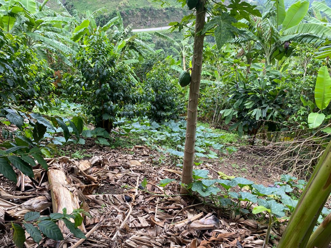CommonGround Project (@commongroundug) on Twitter photo Today farmers from Bukara community in <a href="/BunyangabuDLG/">Bunyangabu District Local Government</a>
are for an exchange visit in Nyakatooke community in <a href="/NtorokoD/">NTOROKO DLG</a>. The aim is to to facilitate peer learnt on PIP approach and best farming practices. <a href="/NLinUganda/">Embassy of the Netherlands in Uganda</a> <a href="/WURenvironment/">WUR Environmental</a> <a href="/ISSDUganda/">ISSD Uganda</a> <a href="/Aidug2007/">Albertine Interventions for Development (AID)</a> Today farmers from Bukara community in <a href="/BunyangabuDLG/">Bunyangabu District Local Government</a>
are for an exchange visit in Nyakatooke community in <a href="/NtorokoD/">NTOROKO DLG</a>. The aim is to to facilitate peer learnt on PIP approach and best farming practices. <a href="/NLinUganda/">Embassy of the Netherlands in Uganda</a> <a href="/WURenvironment/">WUR Environmental</a> <a href="/ISSDUganda/">ISSD Uganda</a> <a href="/Aidug2007/">Albertine Interventions for Development (AID)</a>