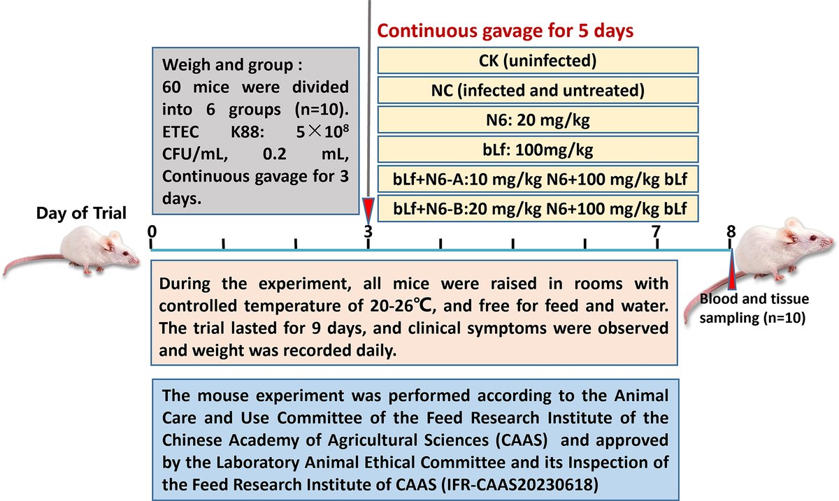 BioChemCellBio's tweet image. Therapeutic potential for ETEC-induced #enteritis 🌿 Bovine #lactoferrin (bLf) combined with AMP (N6) improves intestinal morphology, reduces #inflammation, and balances #immune response—offering new hope for ETEC treatment. #GutBarrier #Microbiome
ow.ly/6zU350VnAph
