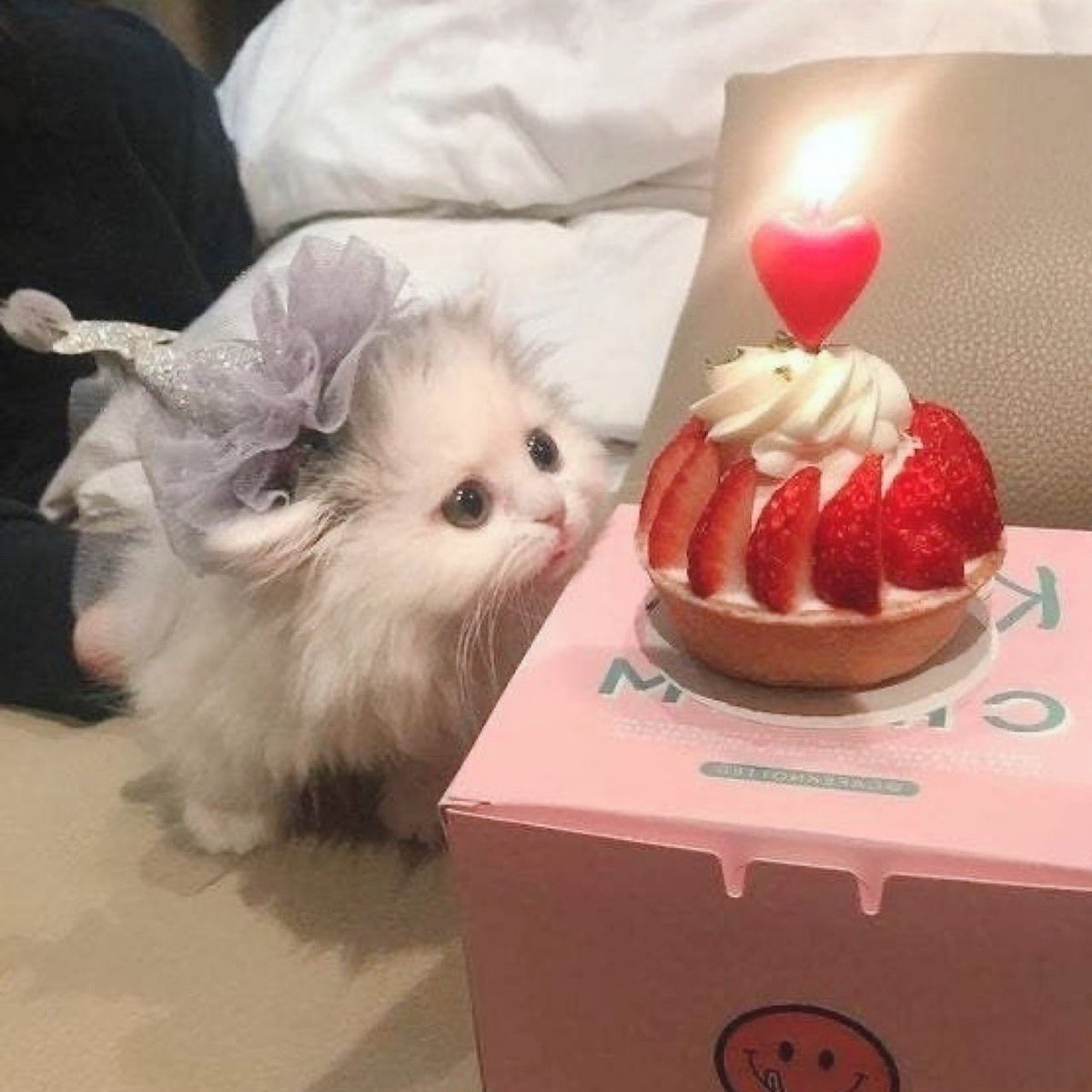 กินด้วยได้ม้าย 🎂🐈