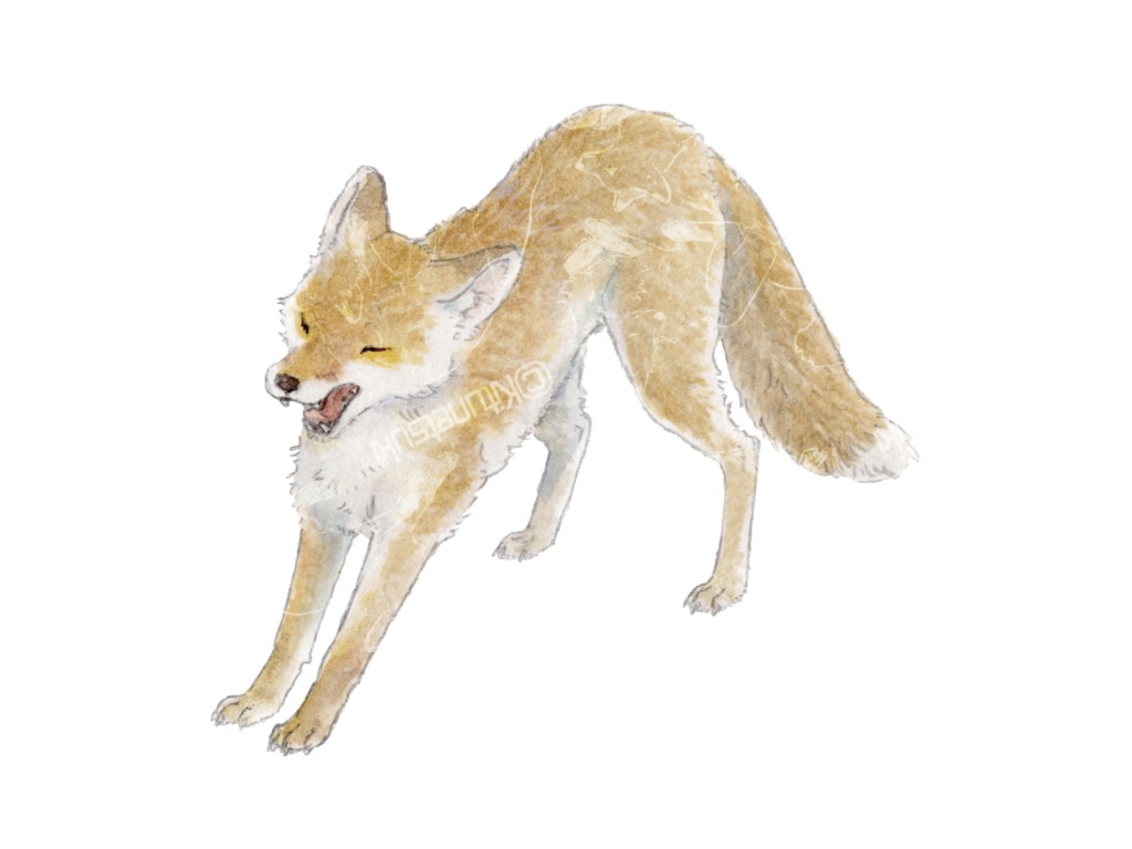 夏毛」 税込価格 15,000円 +送料 レターパック600円ご負担お願い致し