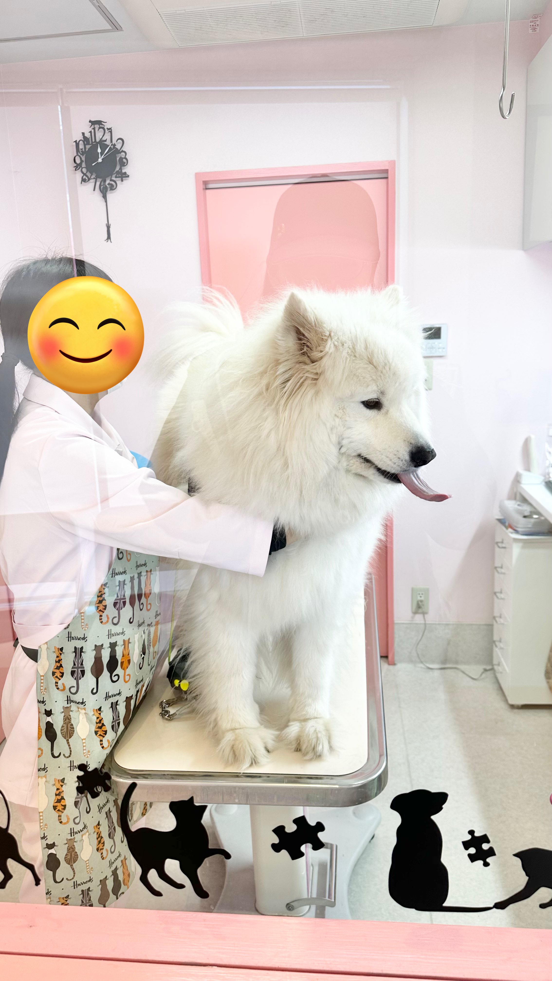 サモエドのソラン soran the samoyed (@samoedsoran) / X サモエドのソラン soran the samoyed (@samoedsoran) / X