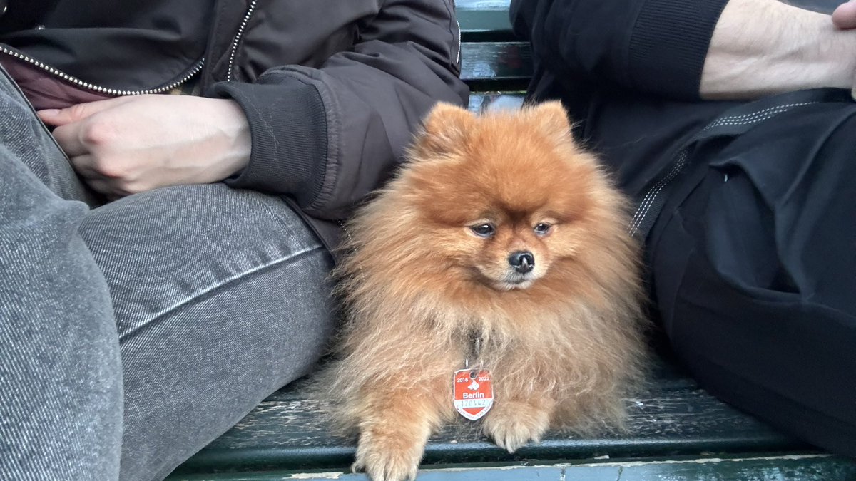 MsPutintseva's tweet photo. Dogs of Berlin https://t.co/R16PJsfyF3